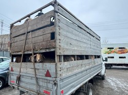 В Волгоградскую область вернули машину с баранами без документов