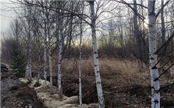 Красноярцам рассказали, какие деревья посадят в городе, где и сколько