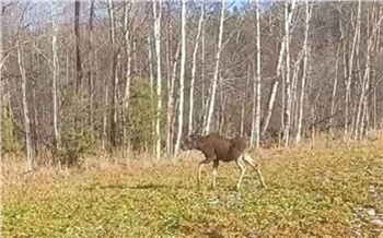 В Новокузнецке лосёнок забежал на территорию металлургического комбината