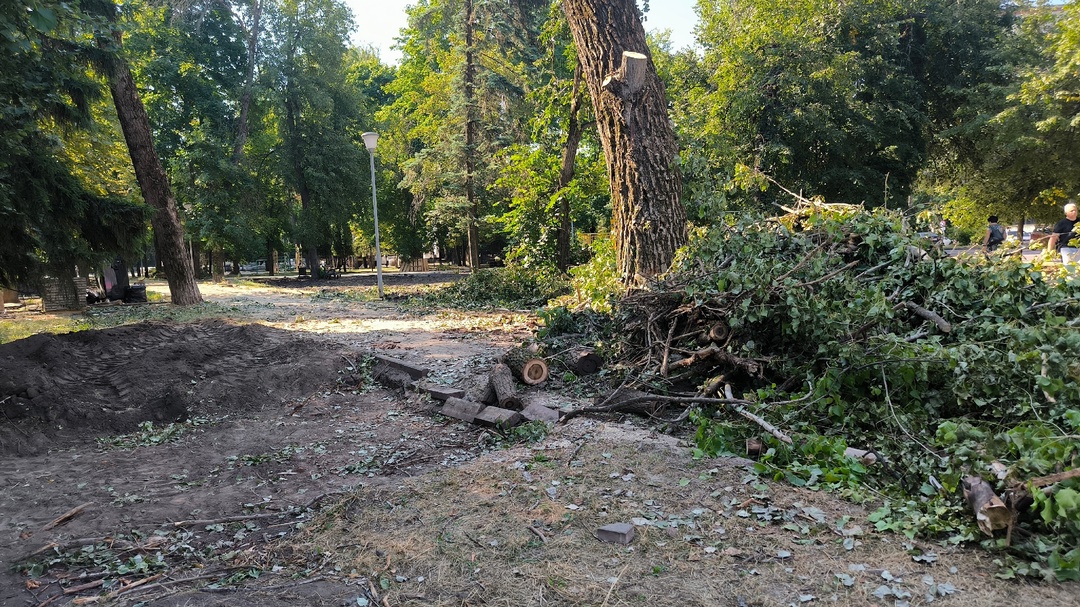 В Курском парке продолжается снос деревьев