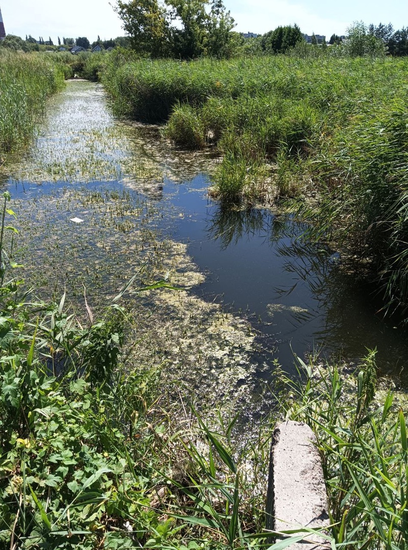 В Сеймском округе Курска из водоотводной канавы извлекли трупы кур