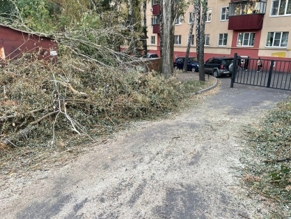 В Курске упало дерево на 6-летнего ребенка