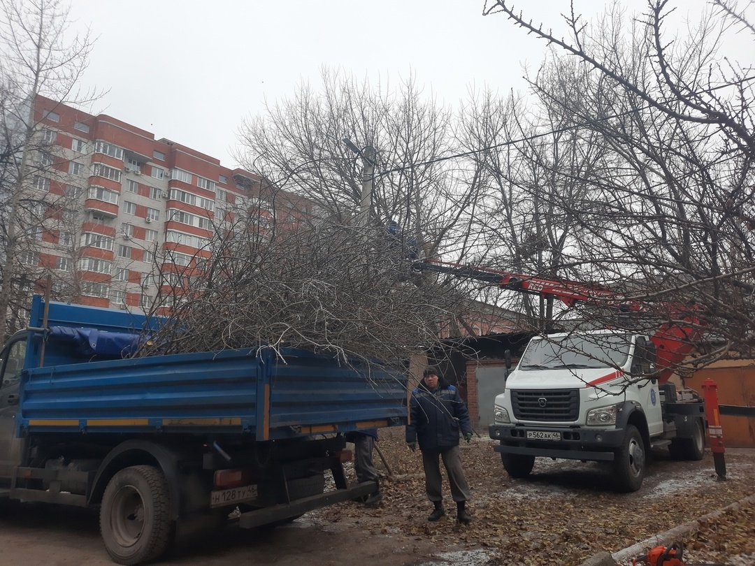 В Курске снесли тысячи аварийных деревьев