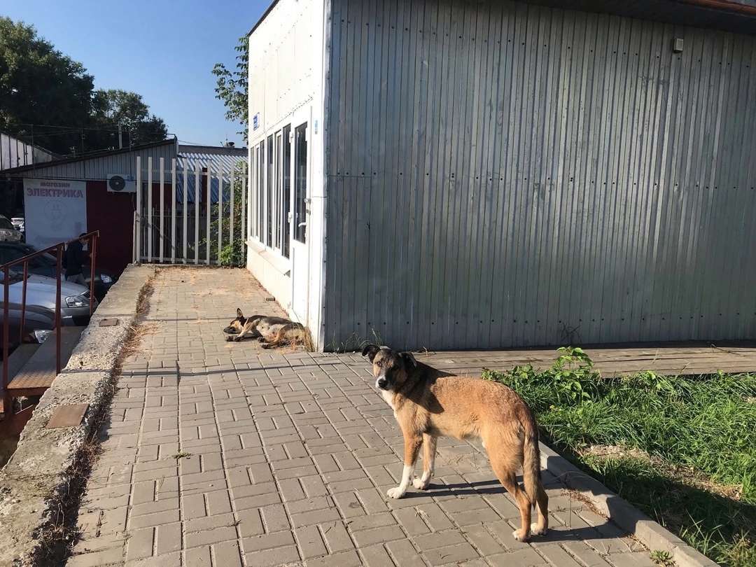 В Курске пройдет очередная проверка обстоятельств нападения безнадзорных собак