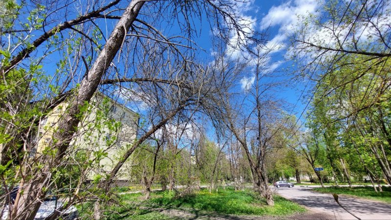 В Курске на КЗТЗ сотни сухих деревьев угрожают здоровью местных жителей