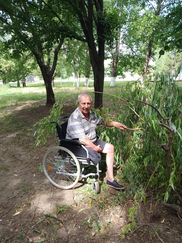 В Курске у дома 37 на Кавказской дерево упало на инвалида-колясочника