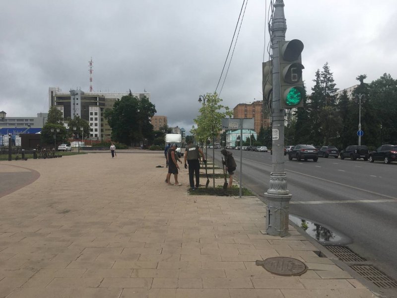 В Курске на Театральной площади в третий раз пересаживают липы