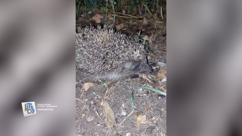 В Курске на КЗТЗ привыкшие к вою сирен бесстрашные ежики не боятся собак