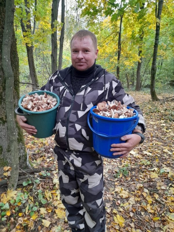 В лесах Курской области после дождей вёдрами собирают опята