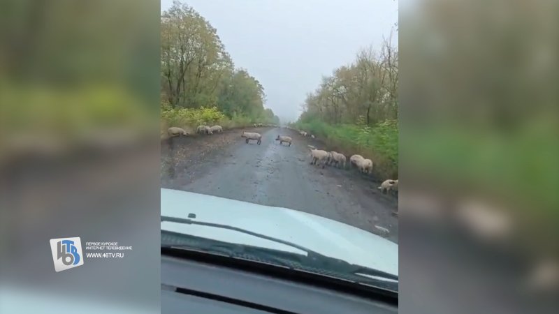 В приграничье Курской области бегают сотни бродячих свиней