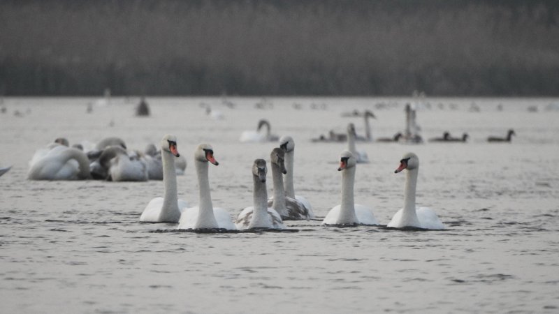 Под Курском появилось лебединое озеро