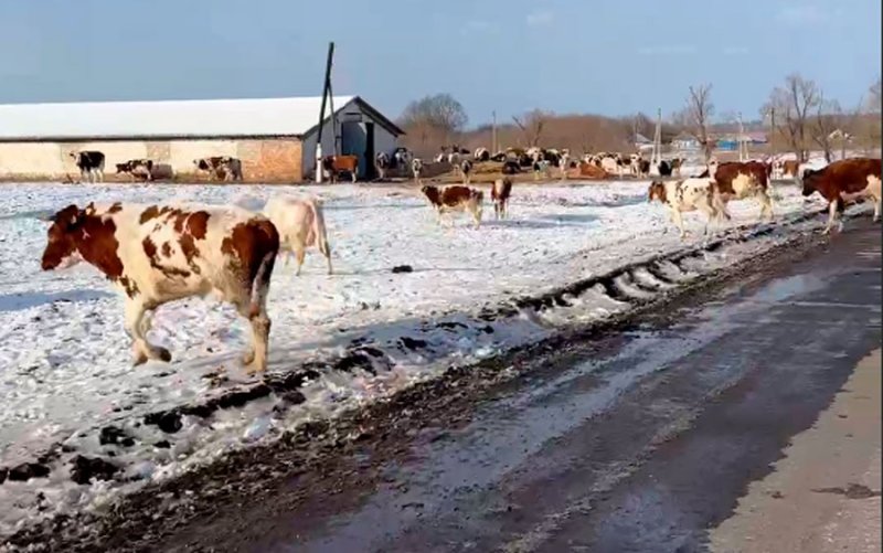 В приграничье Курской области сняли на видео стадо бродячих коров