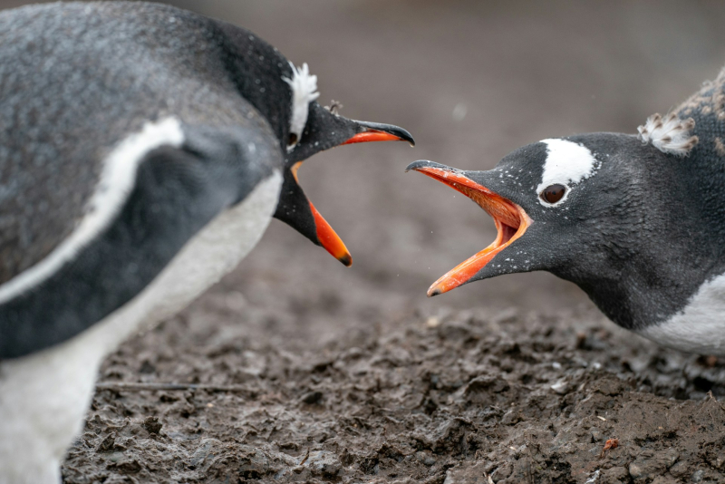 Бывший топ-менеджер Linux Foundation раскрыл причины изгнания российских программистов из списка разработчиков ядра Linux