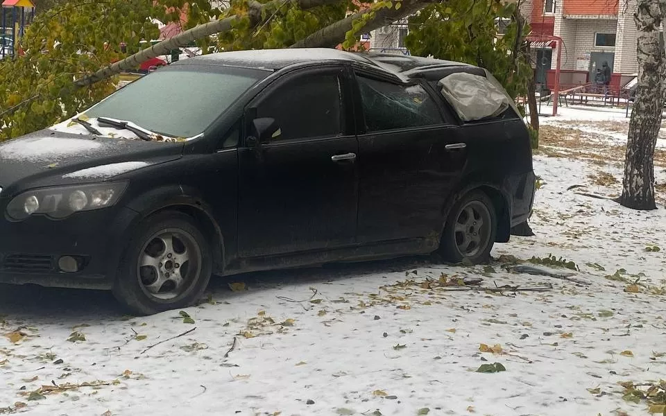 В двух дворах Барнаула на машины рухнули дерево и огромная ветка. Фото