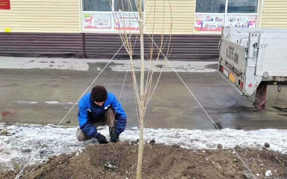 Снег – не помеха: в Барнауле высаживают деревья. Фото