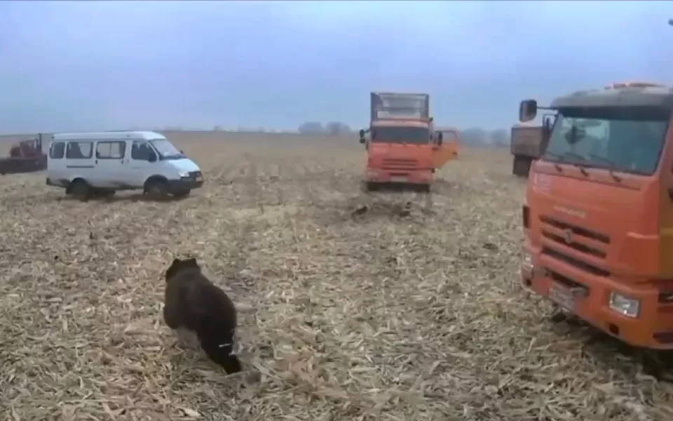 Медведь пришел 'в гости' на поле к рабочим в алтайском селе