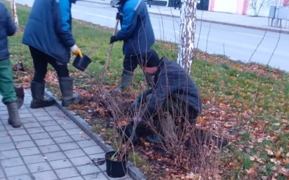 Накануне снегопада в Барнауле завершили посадку деревьев