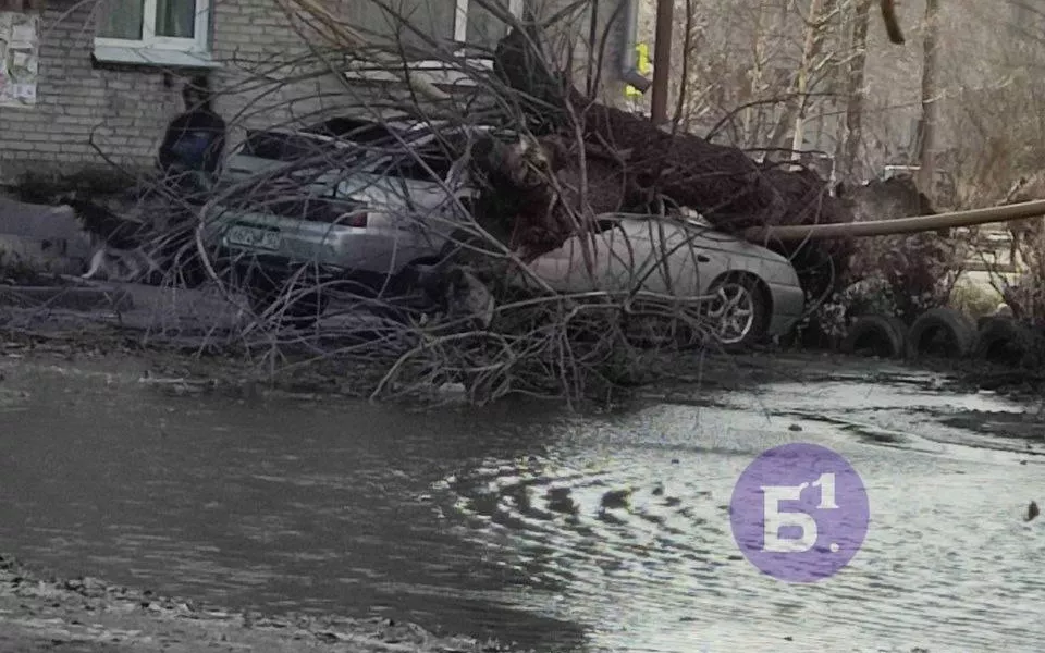 В Барнауле сильный ветер валит деревья на автомобили. Фото