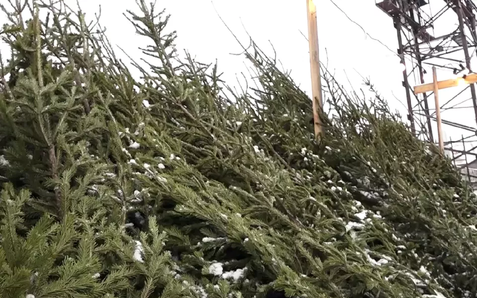 Куда и когда можно будет сдать новогодние елки в Барнауле