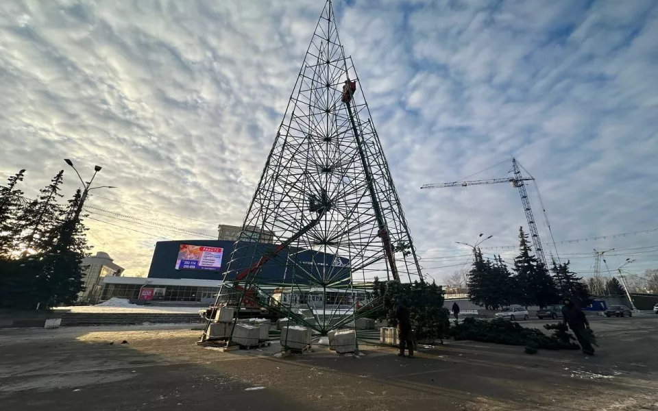 Главная новогодняя елка Барнаула начала обрастать хвоей. Фото