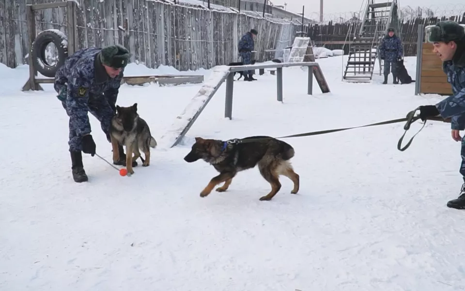 В Алтайском крае на службу в УФСИН приняли новых щенков