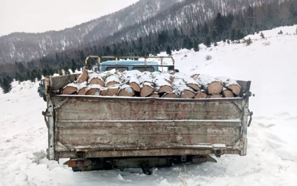 Жители Республики Алтай незаконно срубили восемь лиственниц почти на 700 тысяч рублей