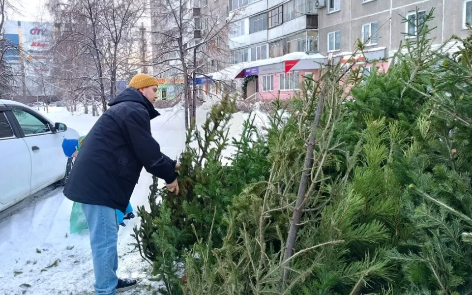 Барнаульцы позаботились о природе и сдали три сотни елок на переработку. Фото