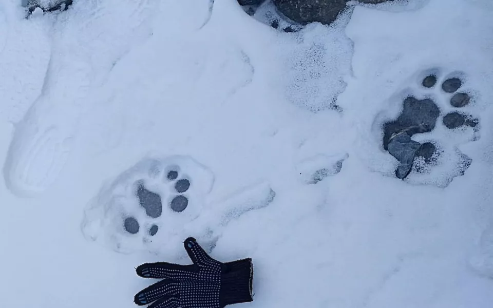 В Сайлюгемском нацпарке встретили крупного снежного барса