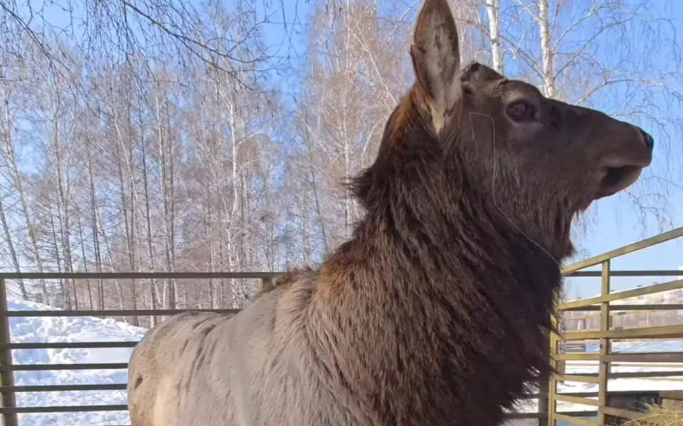 В барнаульском зоопарке марал Красавчик покрасовался перед камерой. Видео