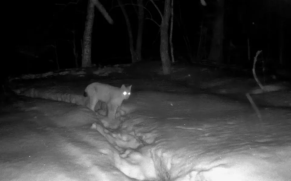 Фотоловушка в Алтайском заповеднике засняла ночной проход рыси