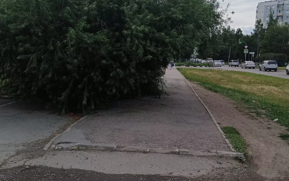 Барнаульцы снова жалуются на заросли на городских тротуарах