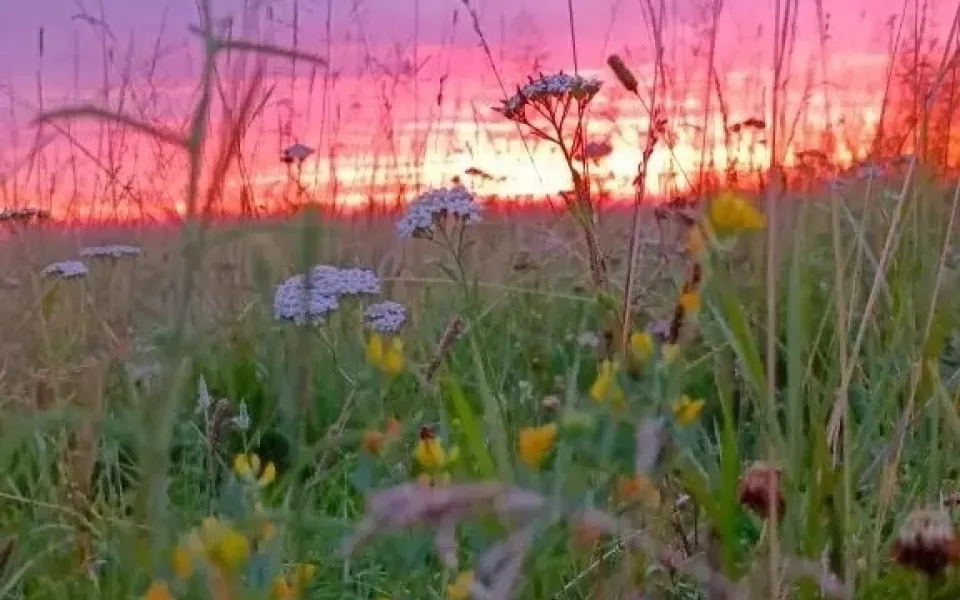 Огненно-розовый закат запечатлели над алтайским районом. Фото