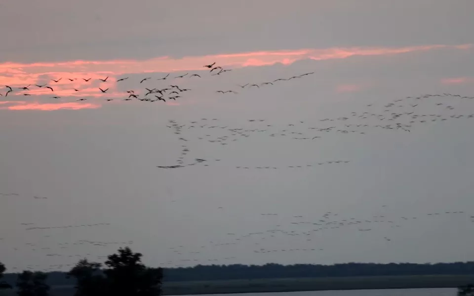 Тысячи кружащих в закате журавлей запечатлели в Алтайском крае. Видео