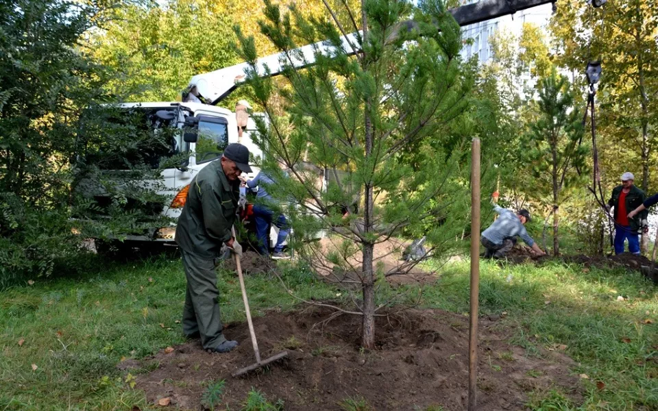 В Барнауле на улице Малахова высадили молодые сосны