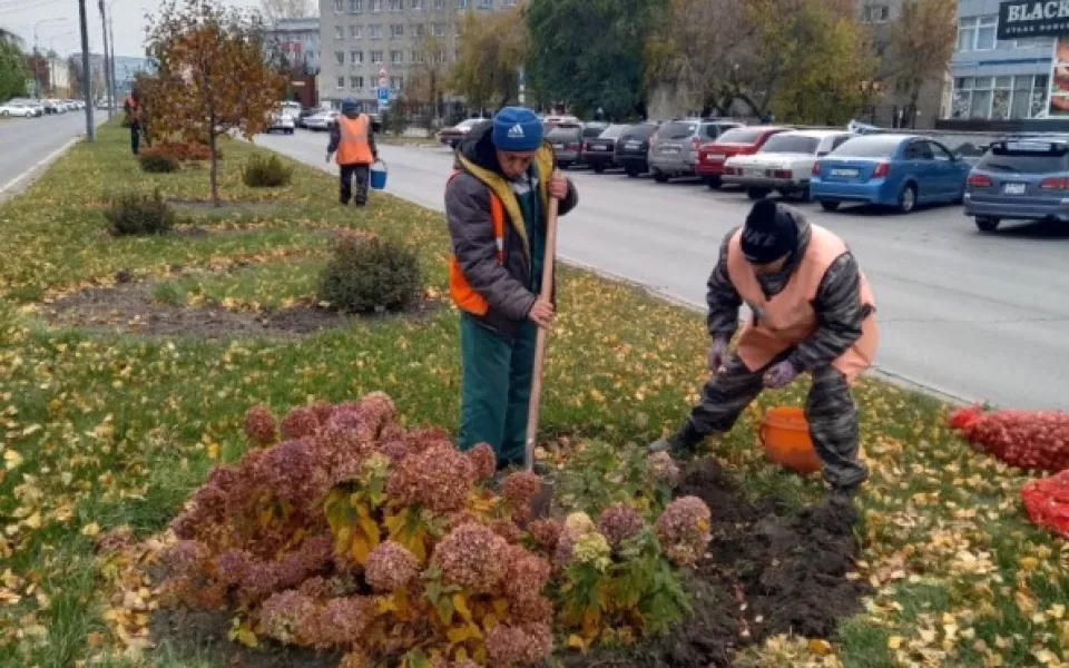 Десятки тысяч тюльпанов украсят Барнаул следующей весной