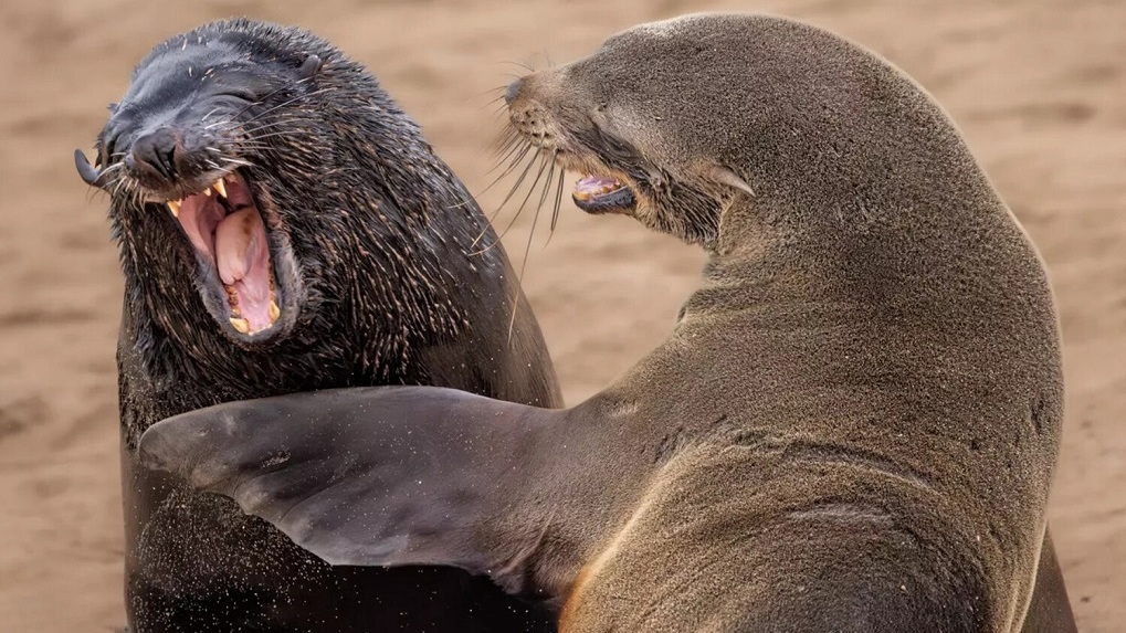 Стали известны финалисты премии Comedy Wildlife Photography Awards. 40 смешных фотографий животных