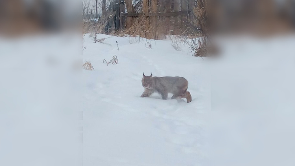 Под Екатеринбургом рысь залезла во двор и загрызла собаку. Видео