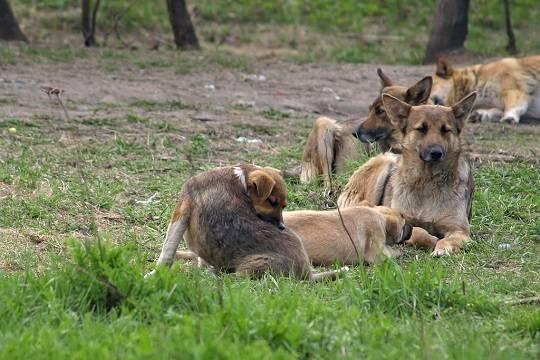 У собак из Чернобыля не нашли сверхспособностей