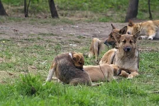 В Якутии умерла пострадавшая при нападении стаи собак девочка