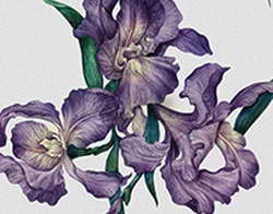 Жителей России предупредили о новых схемах мошенничества