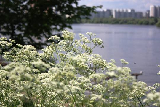 Прохладнее в столичном регионе станет после 20 сентября