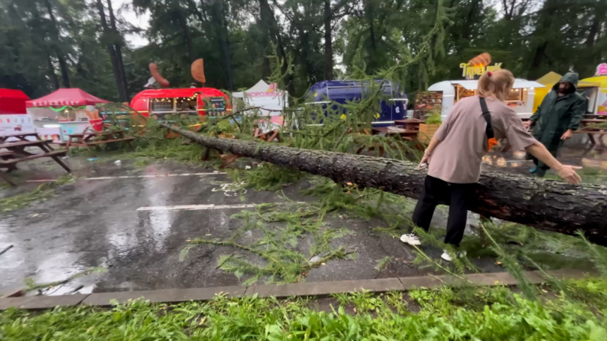 Дерево упало на мужчину в парке на Крестовском острове Санкт-Петербурга