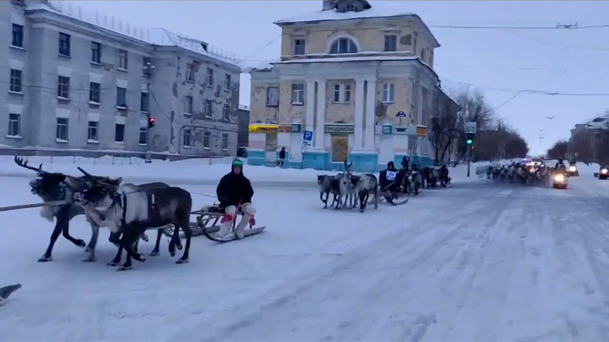 В Воркуте олени едва не затоптали людей