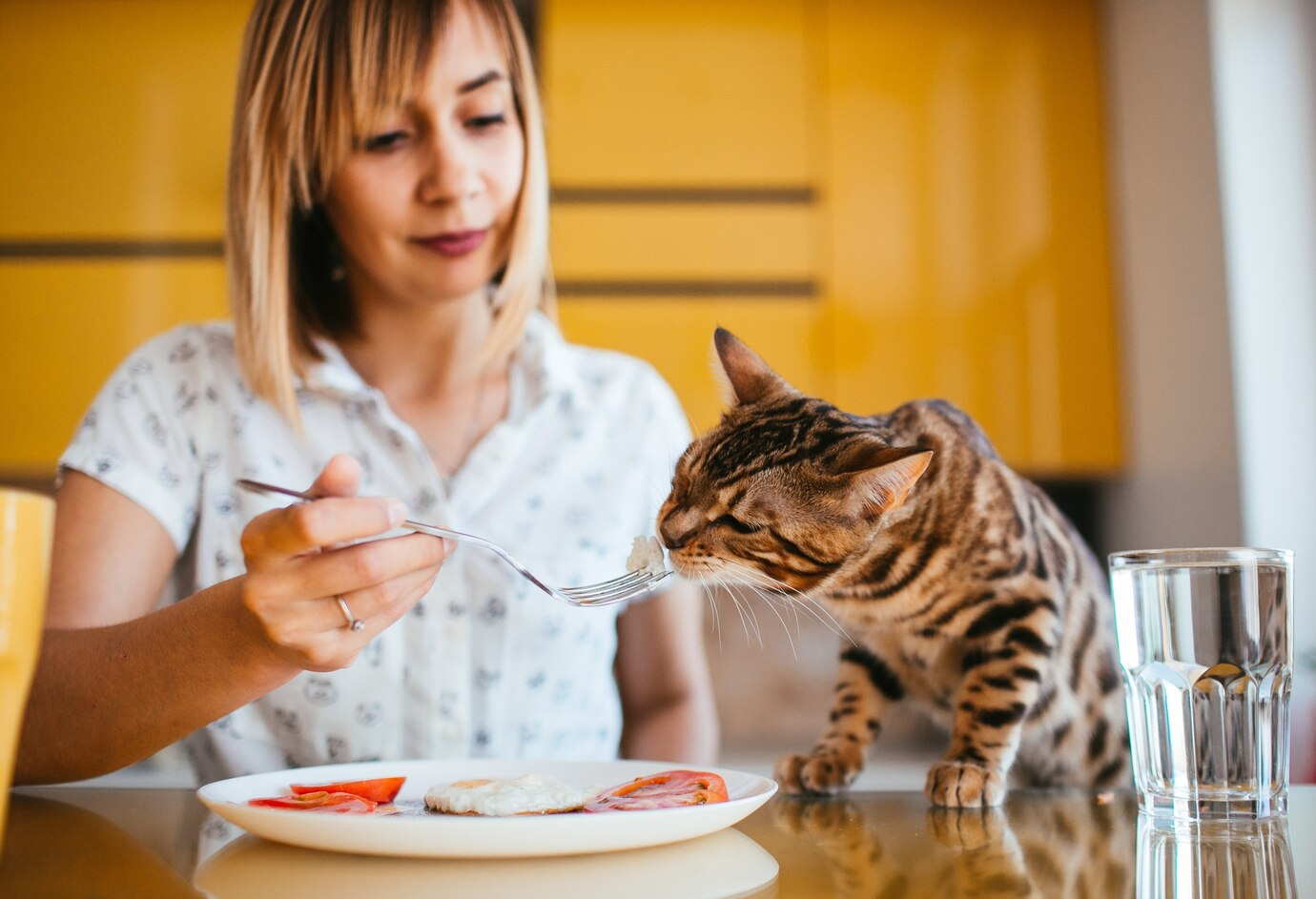 Раскрыто, что можно давать кошке из человеческой еды