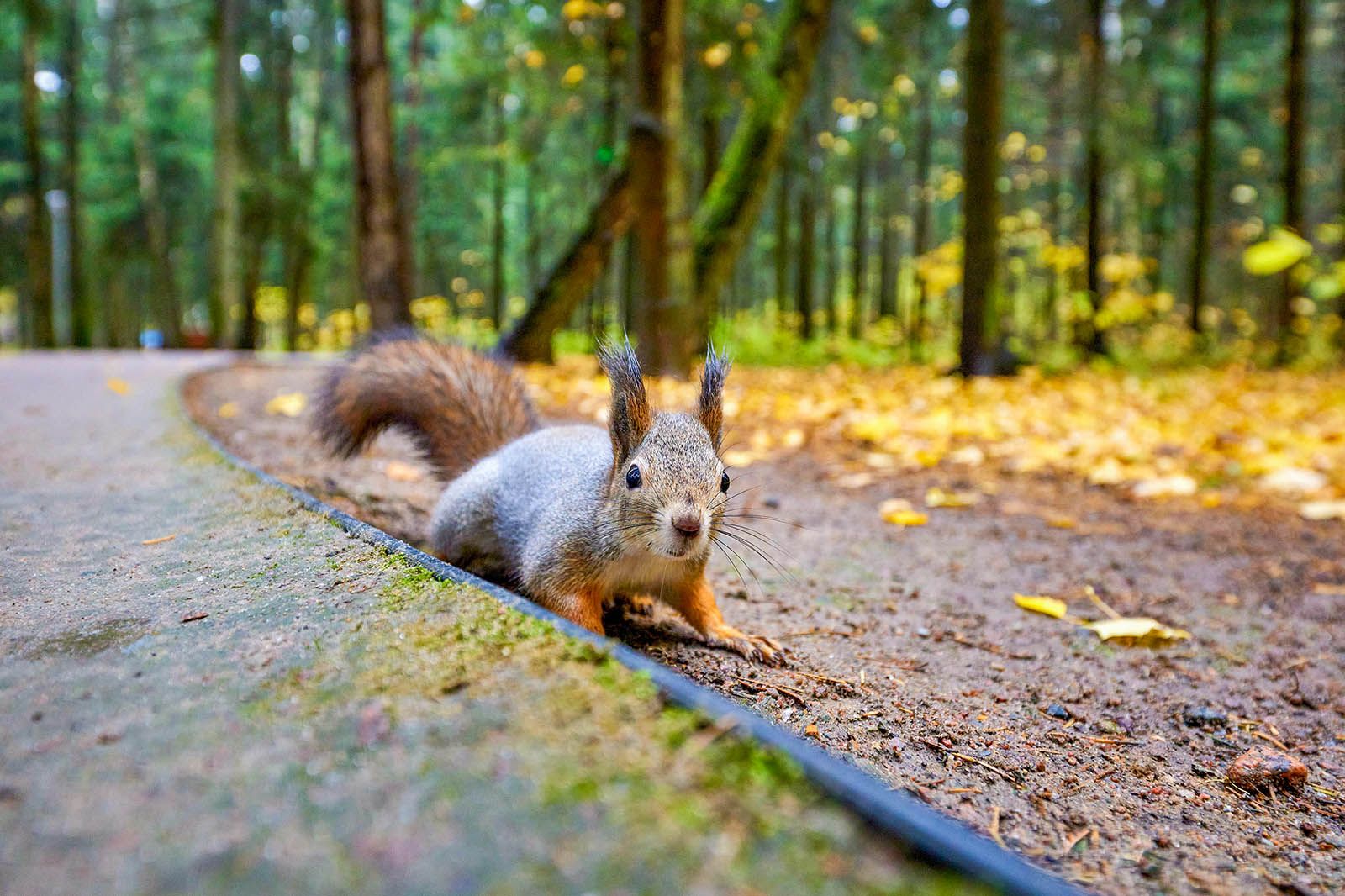 Активные граждане выберут лучшие фотографии дикой природы Москвы