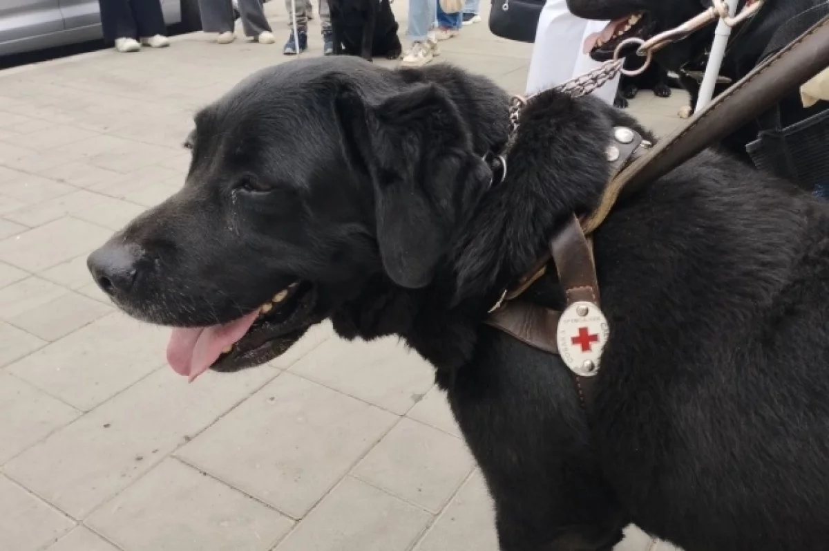 В Нагатинском Затоне пройдут показательные выступления собак-спасателей