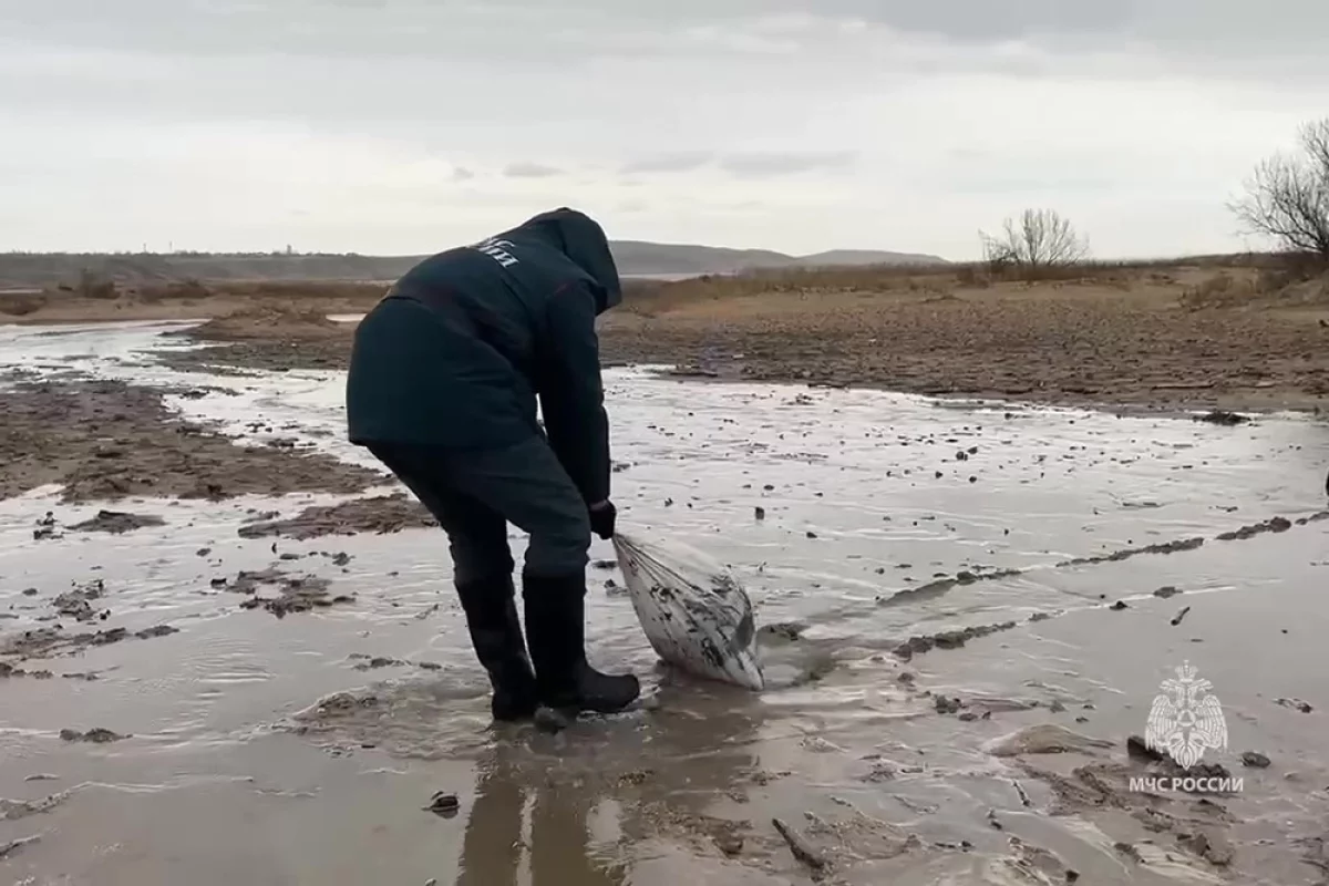 Волонтёр Величко: загрязнённый песок на Кубани увозят на спецплощадки