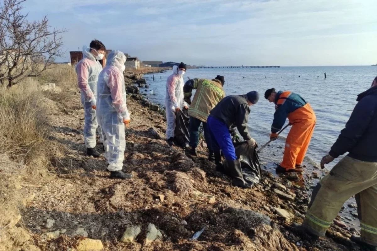 Помощь природе. Уже месяц волонтеры ЕР спасают побережье Черного моря