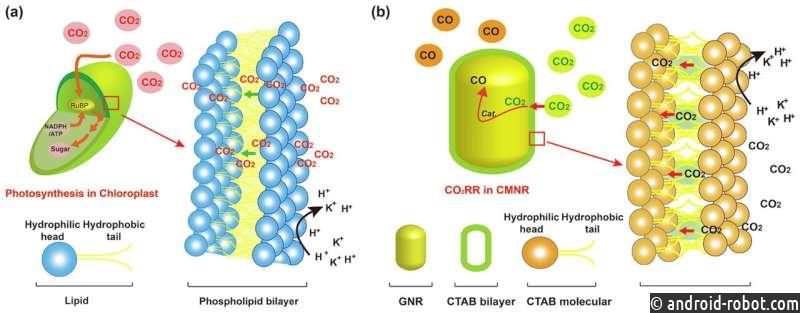 Разработан нанореактор, имитирующий хлоропласт, для улучшенного электрокатализа CO₂