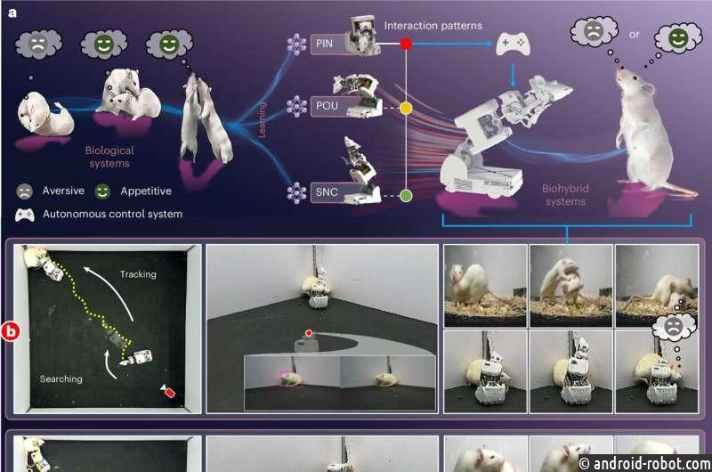 Новый робот может социально взаимодействовать с лабораторными крысами